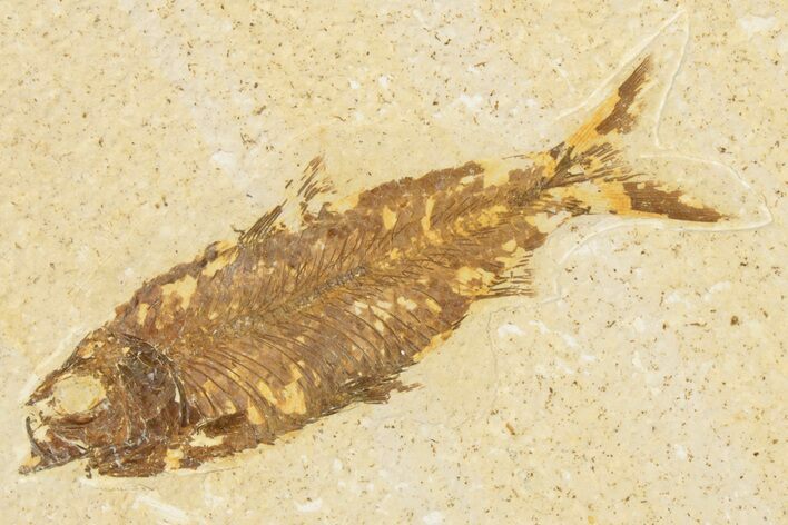Detailed Fossil Fish (Knightia) - Wyoming #186486
